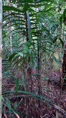 Bactris pickelii