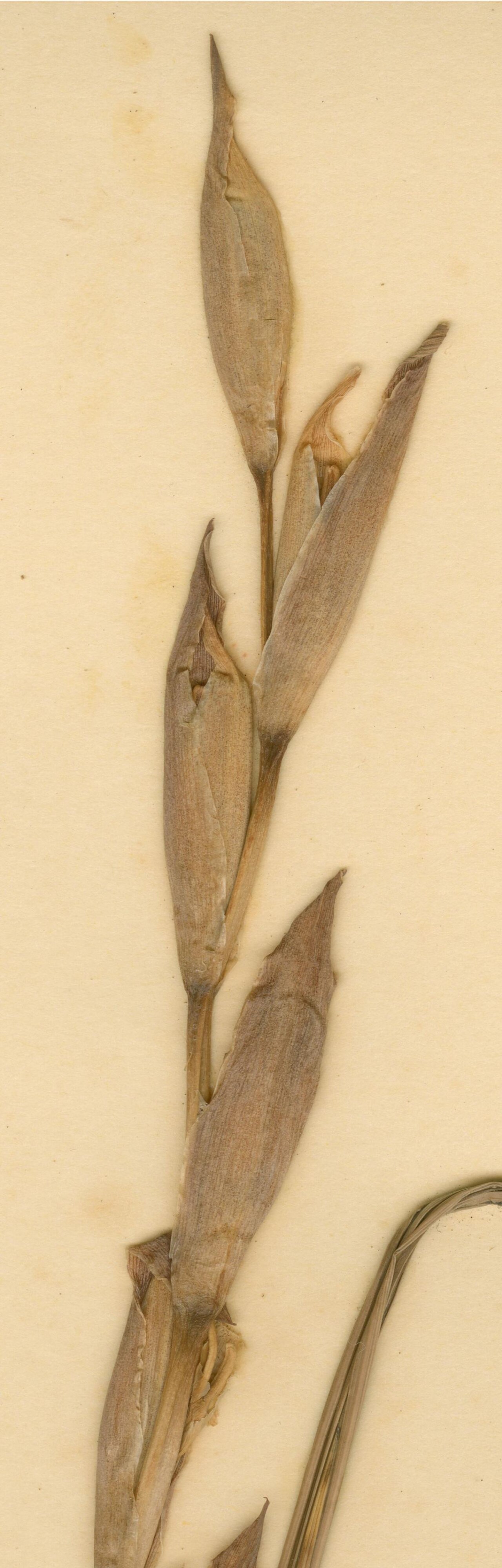 Gladiolus chelamontanus