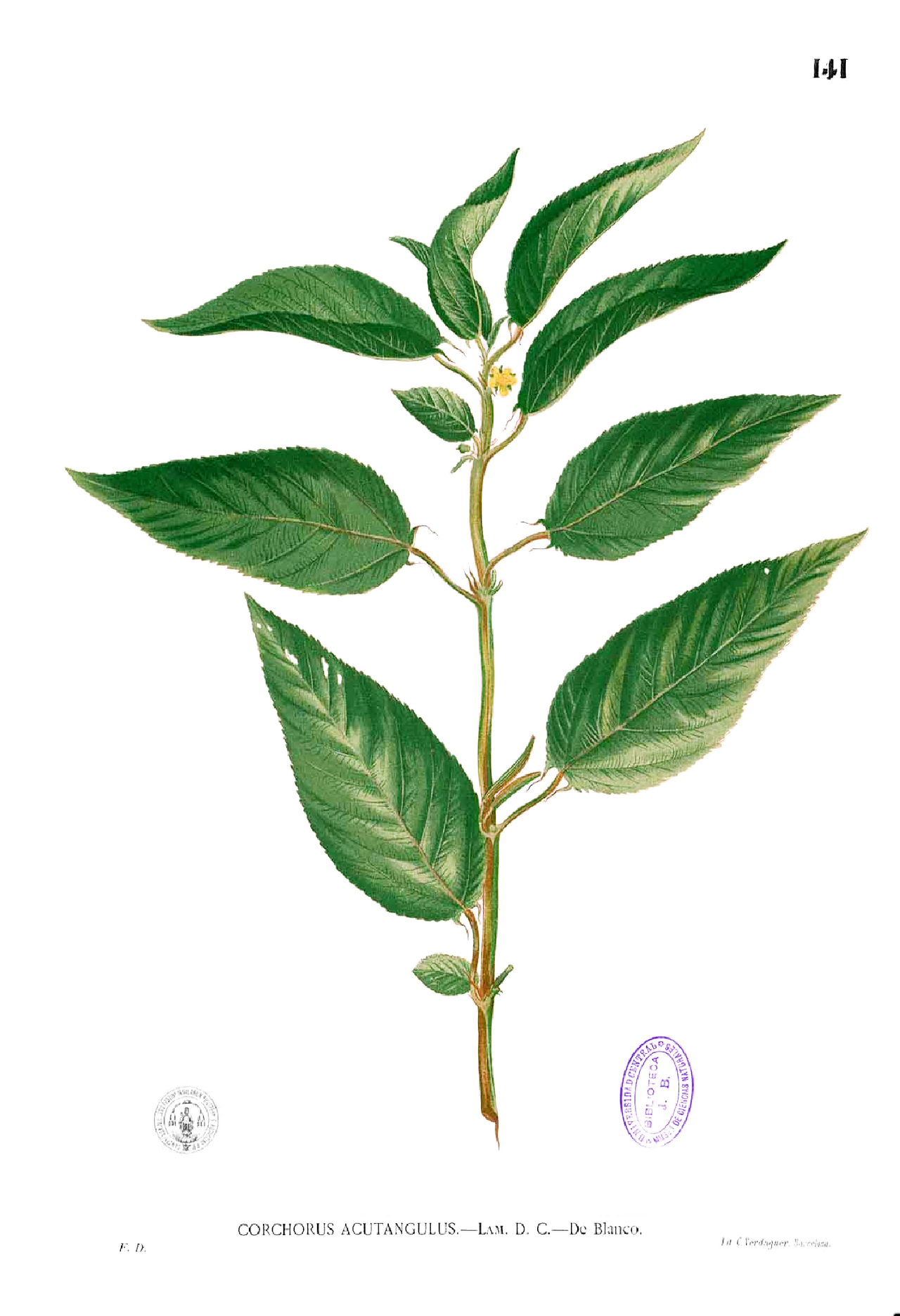 Corchorus aestuans