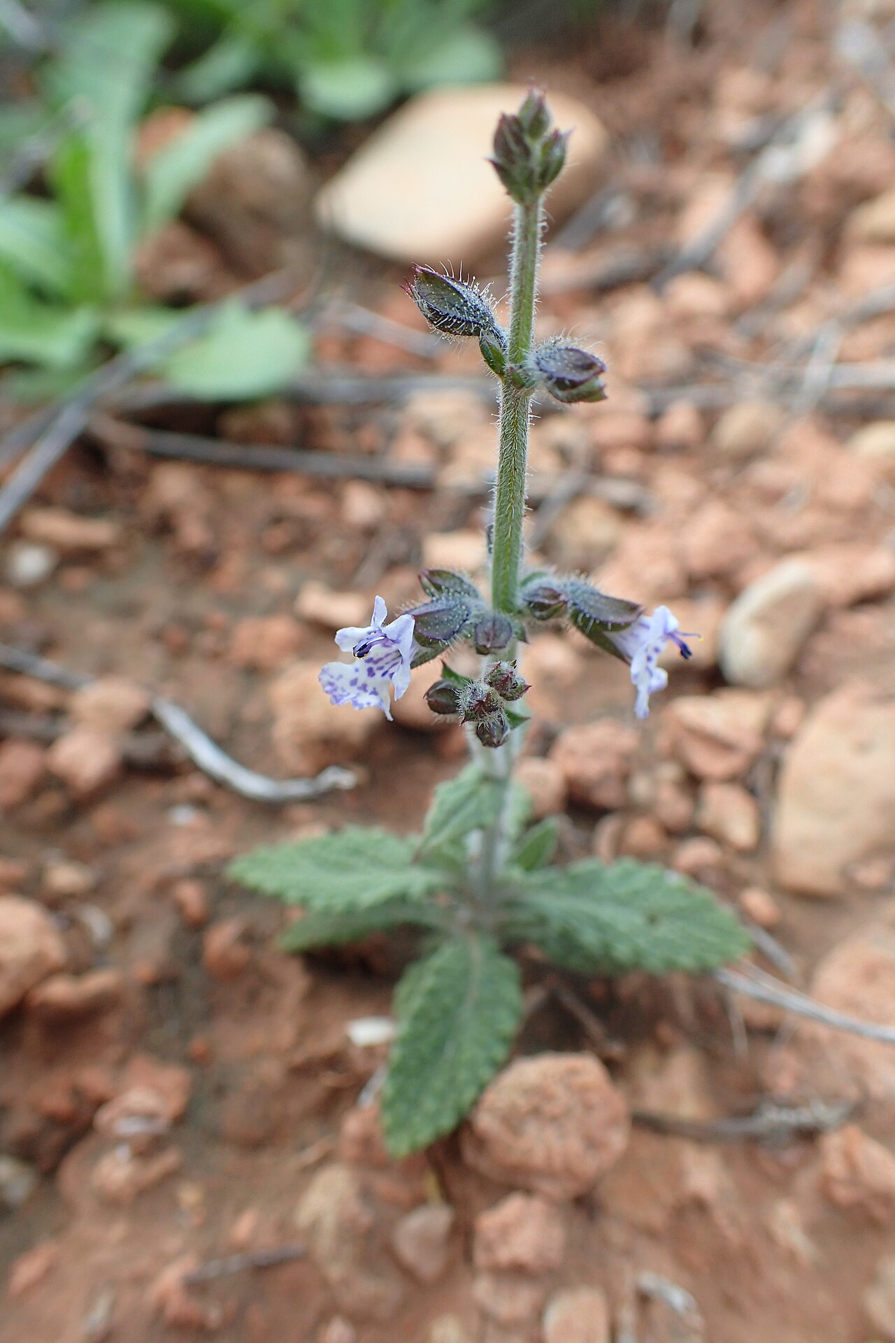 Salvia aegyptiaca