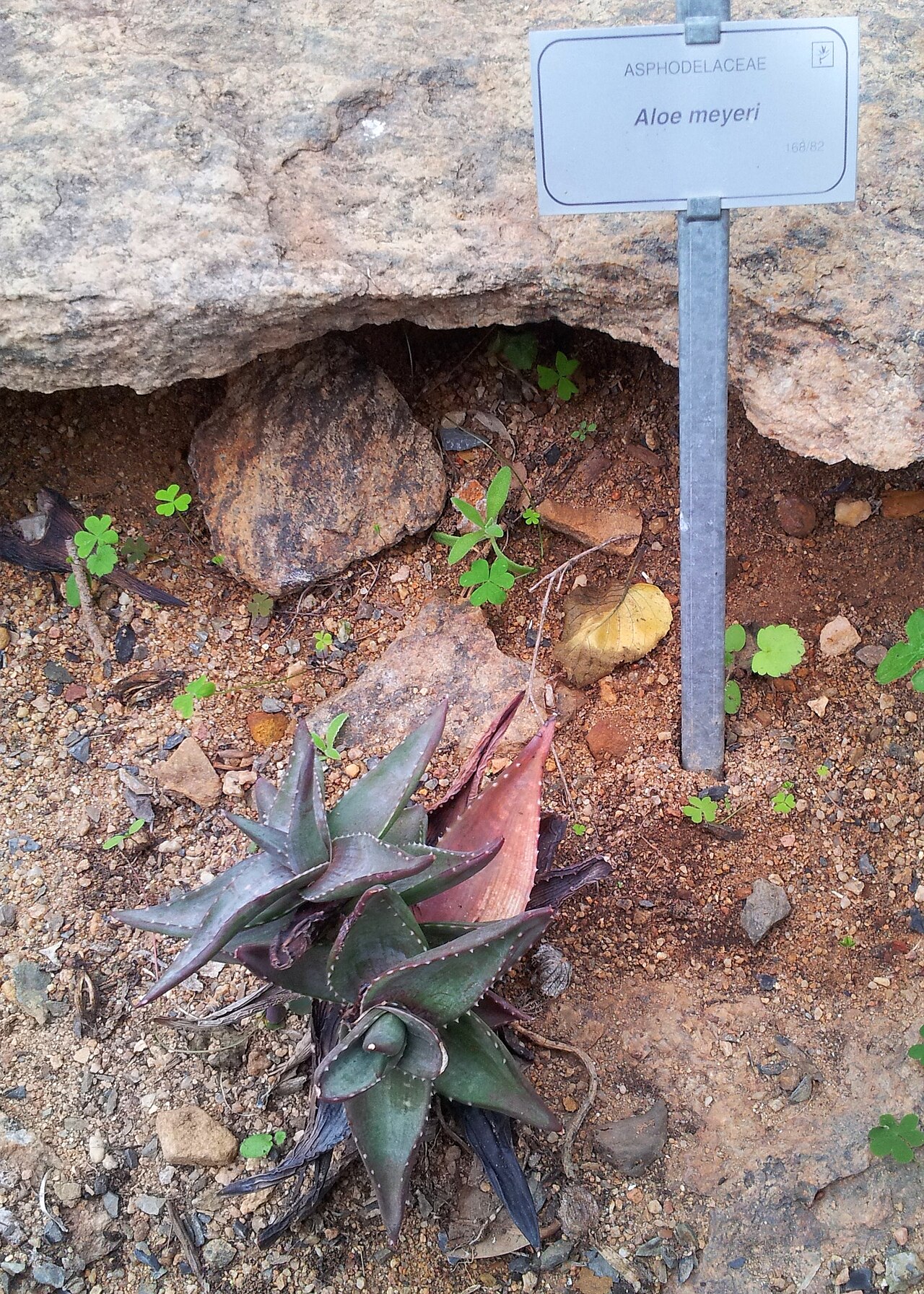 Aloe meyeri