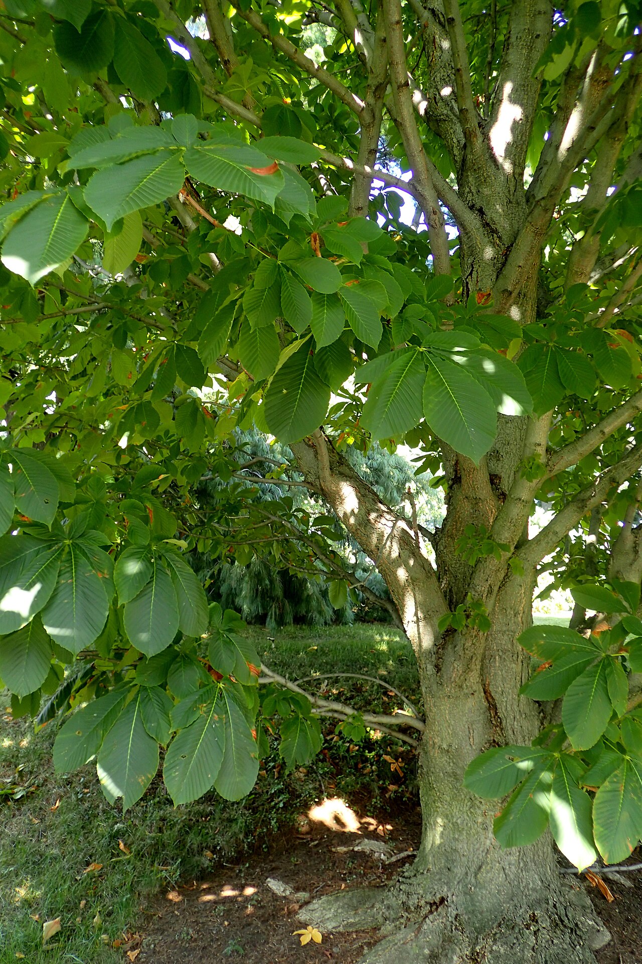 Aesculus turbinata