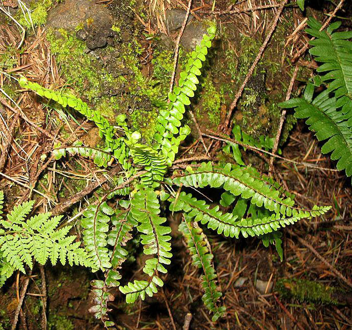 Asplenium anceps