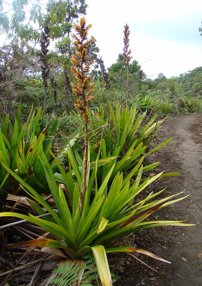 Guzmania diffusa