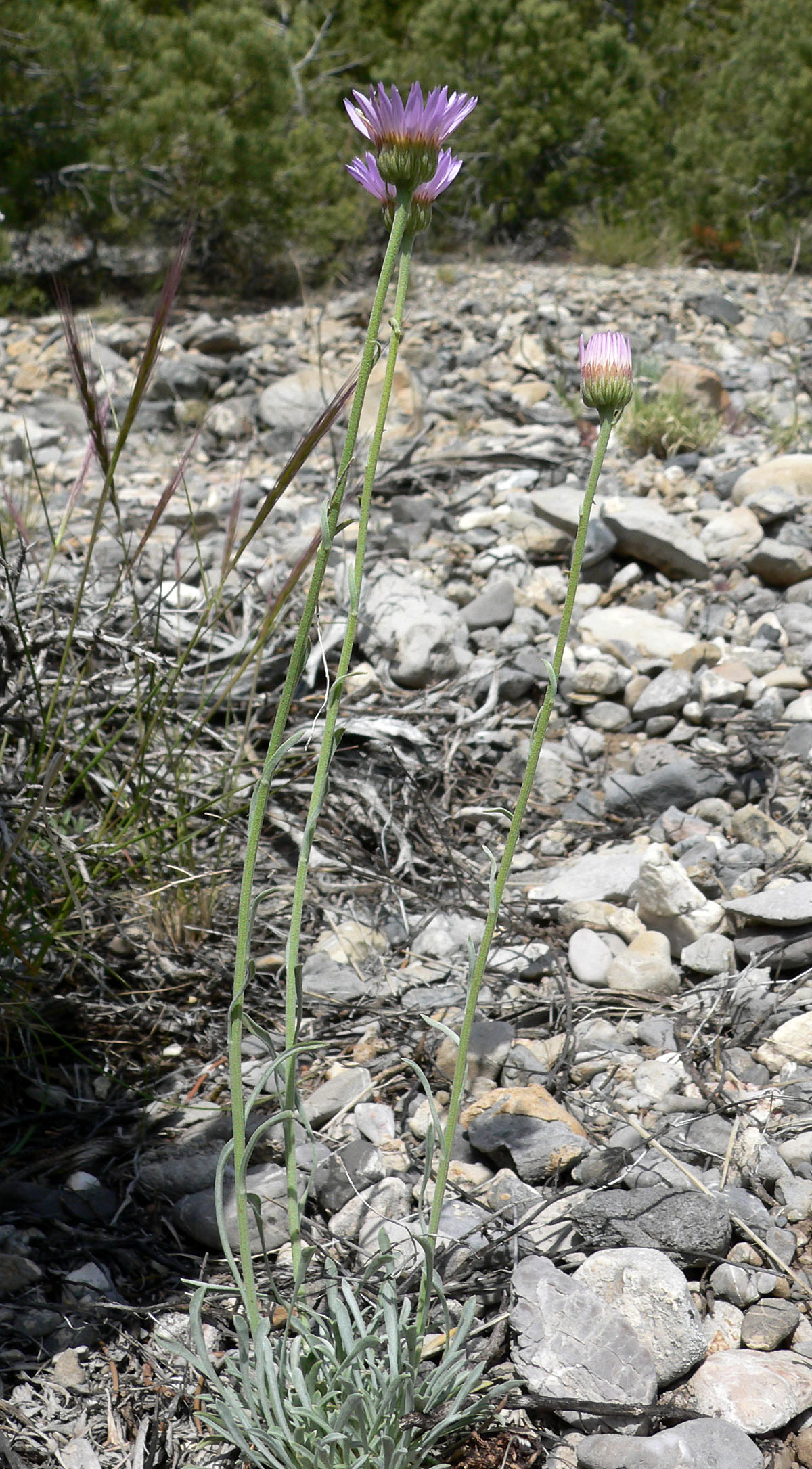 Erigeron argentatus