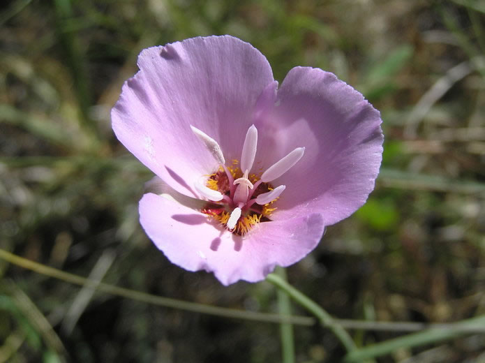 Calochortus palmeri