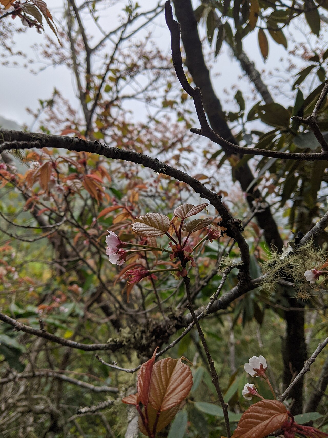 Prunus transarisanensis