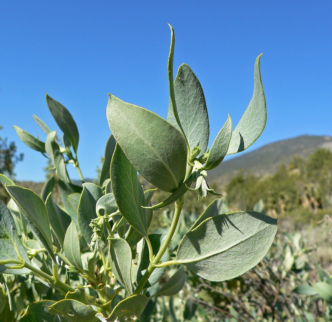Garrya flavescens
