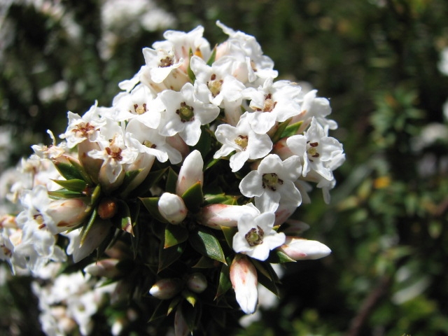 Epacris breviflora