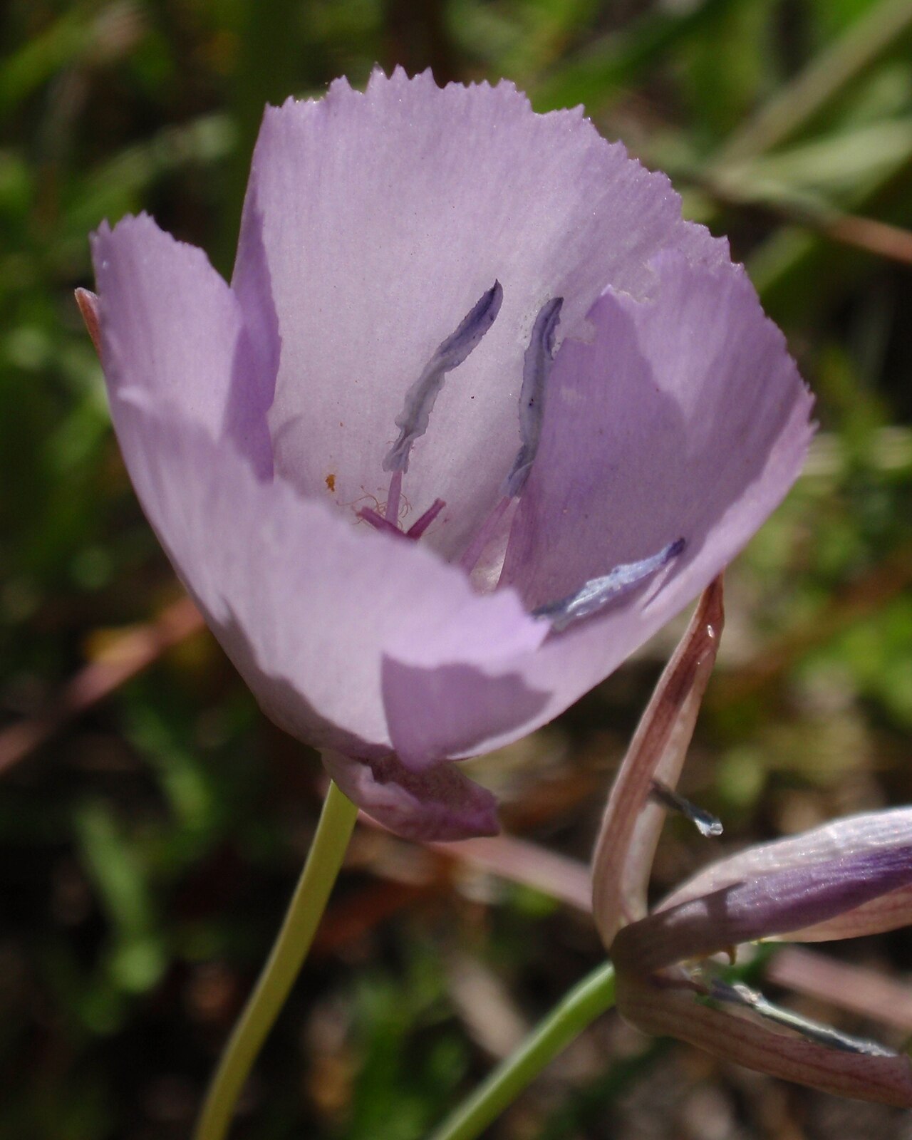 Calochortus nudus