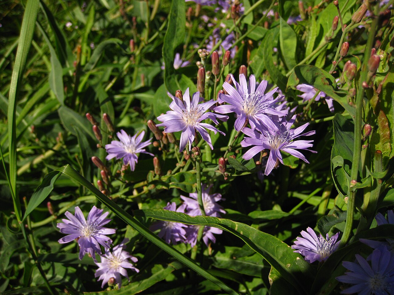 Lactuca tatarica