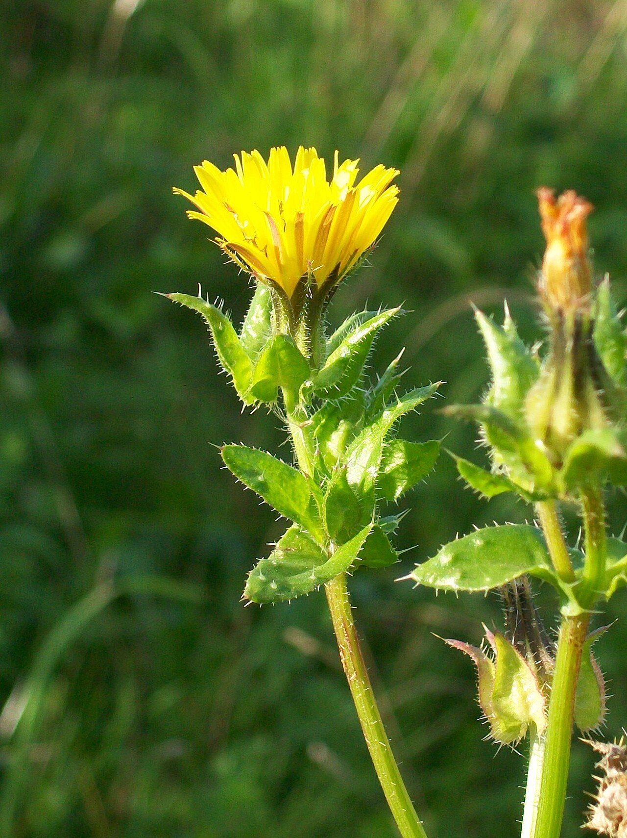 Bristly oxtongue