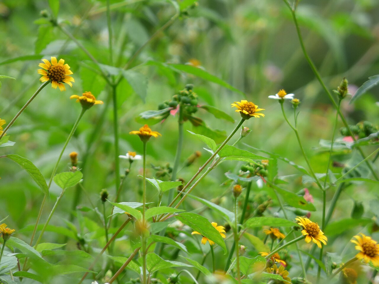 Cephalanthus salicifolius