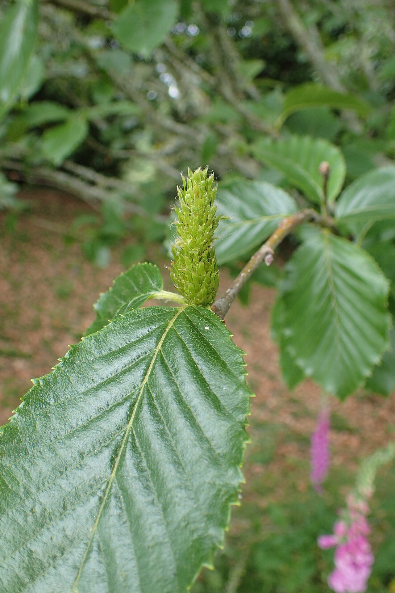 Japanese cherry birch