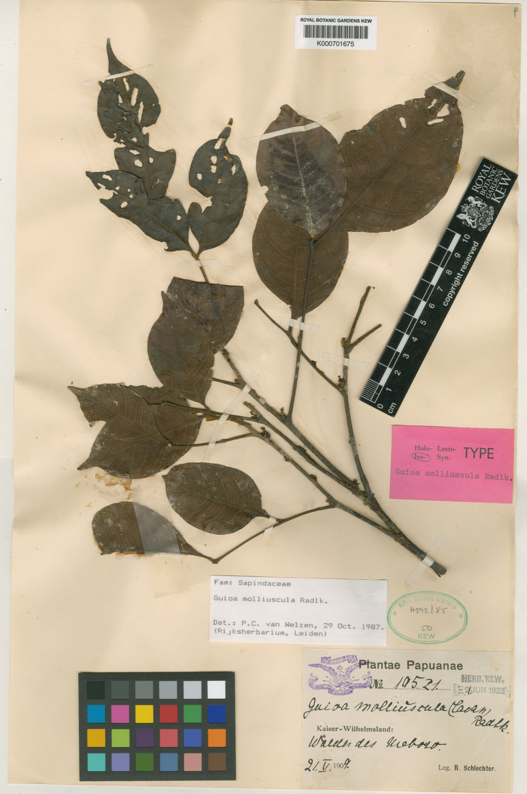 Guioa molliuscula