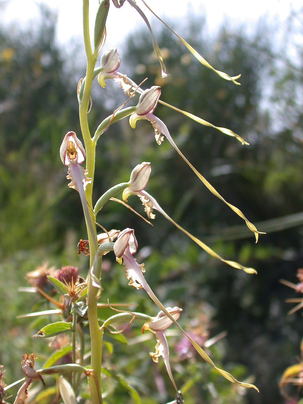 Himantoglossum caprinum