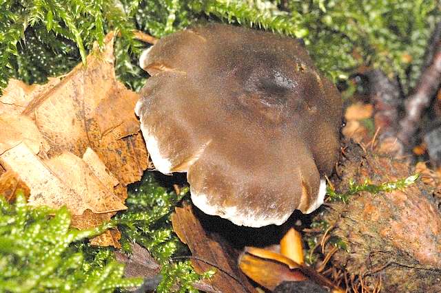 Entoloma myrmecophilum