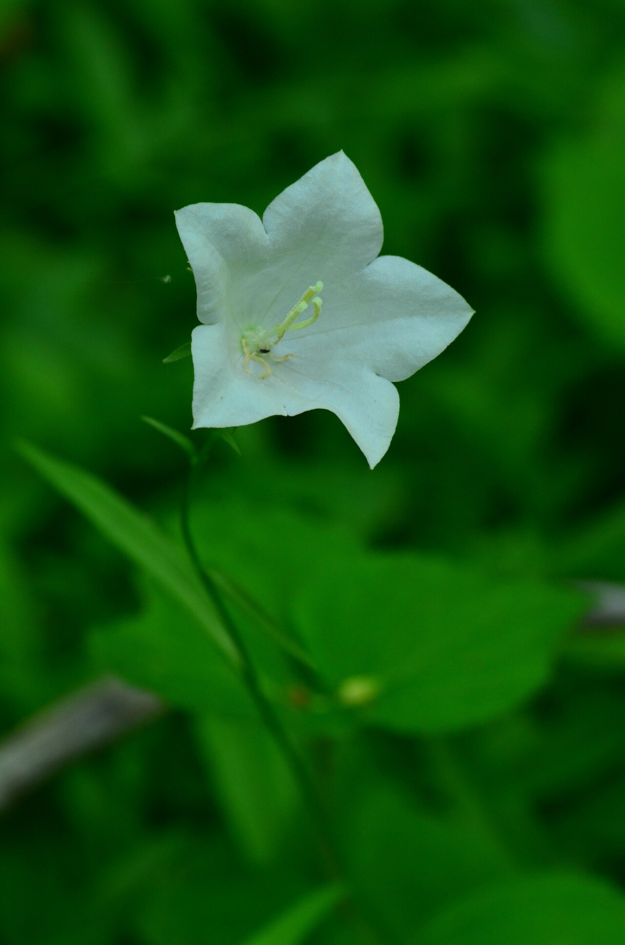 Palustricodon aparinoides