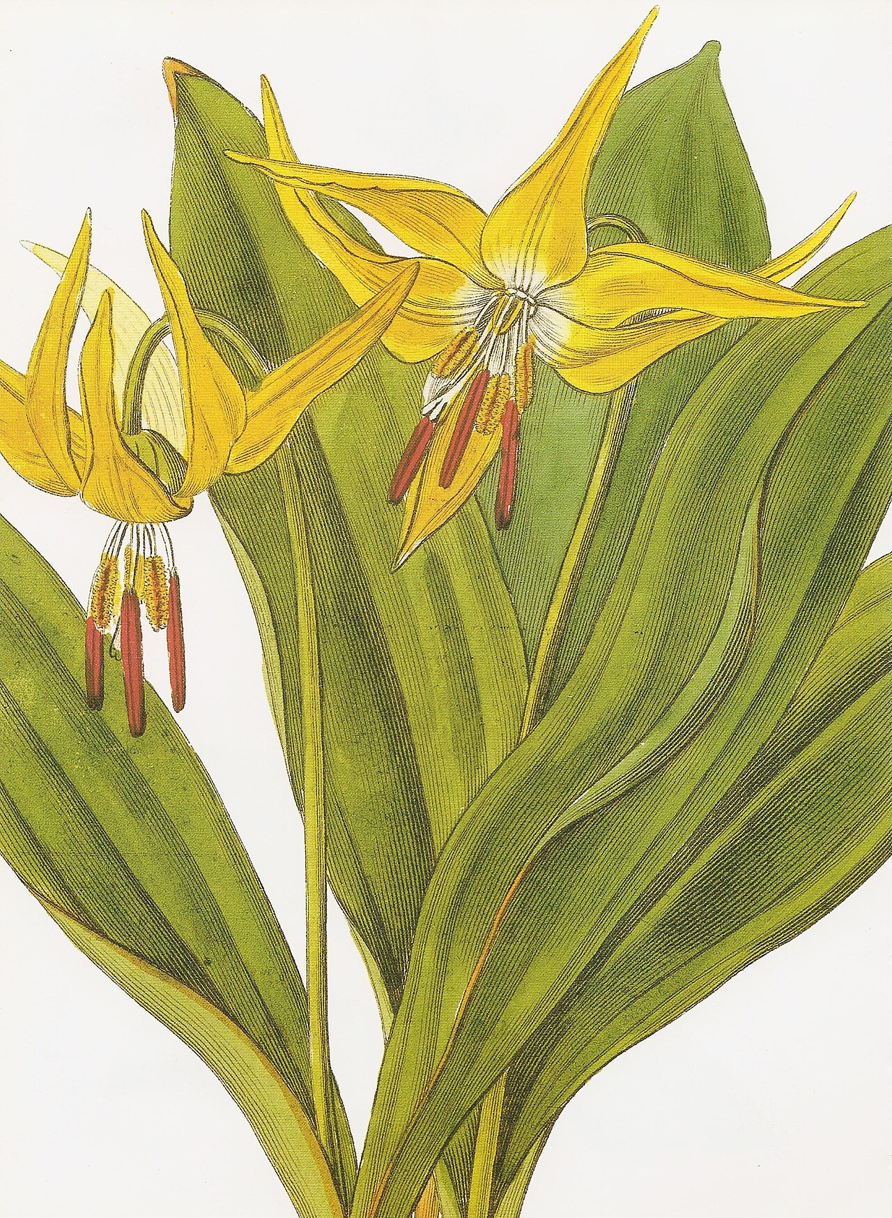 Erythronium grandiflorum