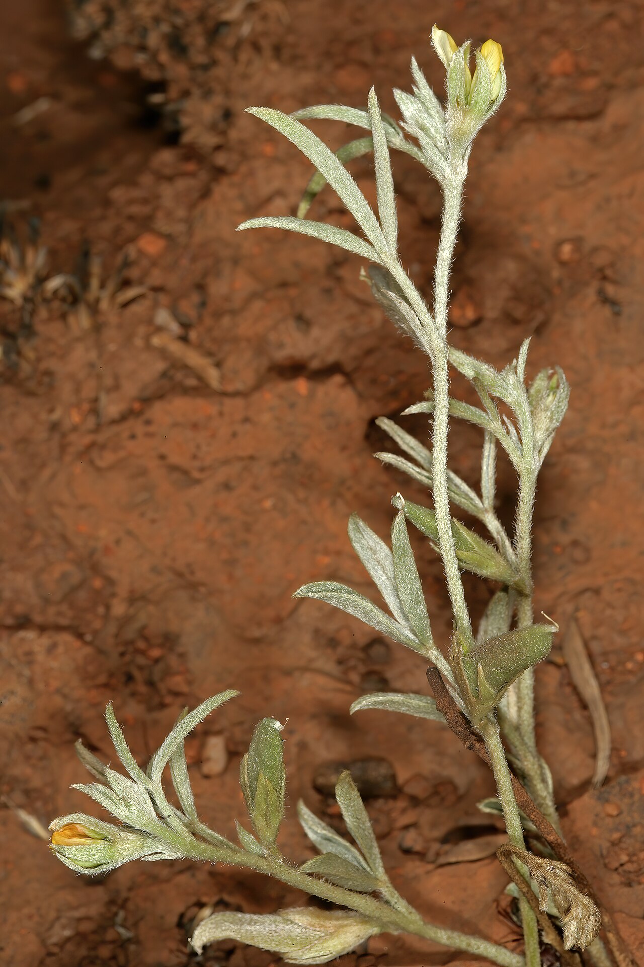 Lotononis macrosepala