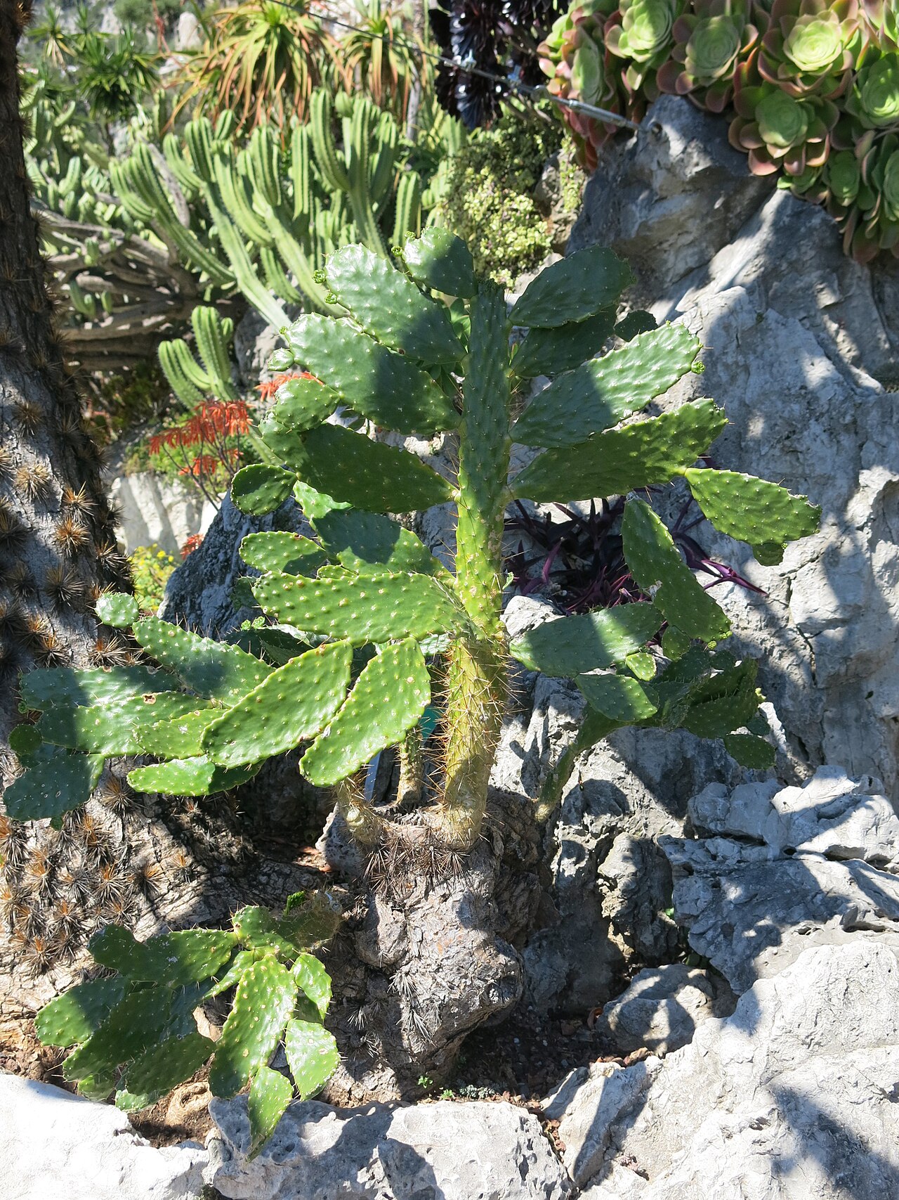 Consolea picardae