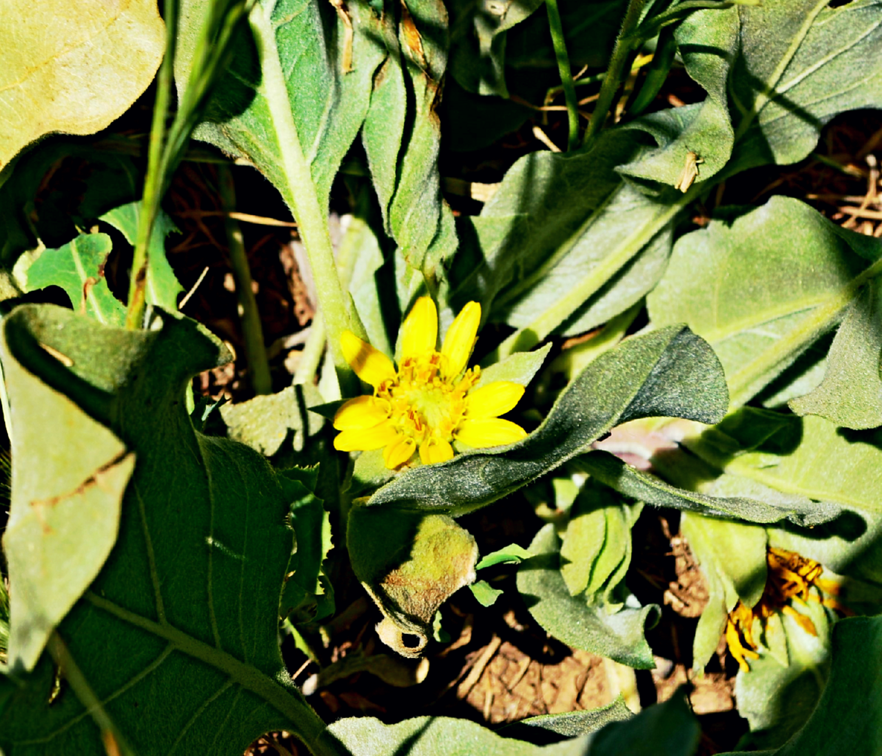 Agnorhiza ovata