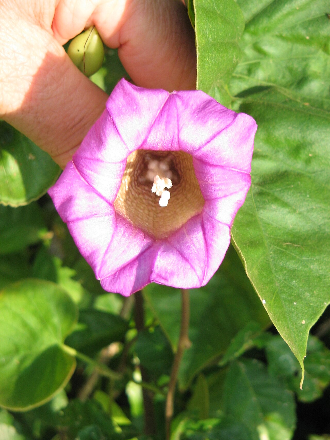 Argyreia mollis