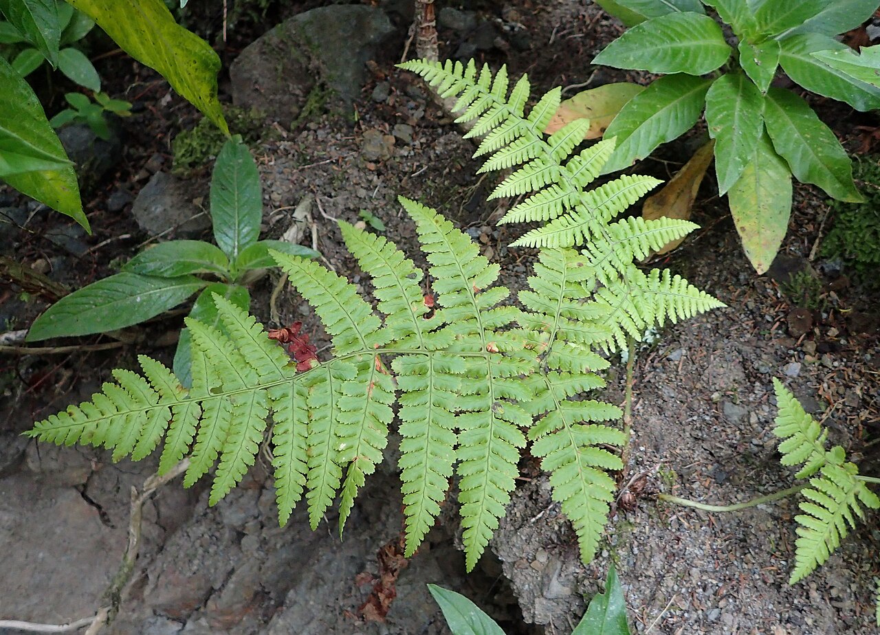 Dryopteris guanchica