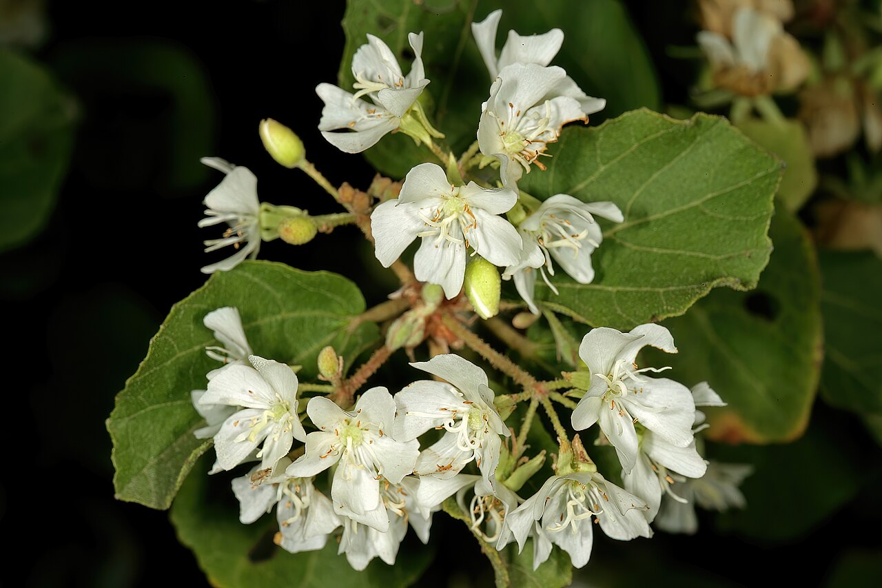 Dombeya autumnalis