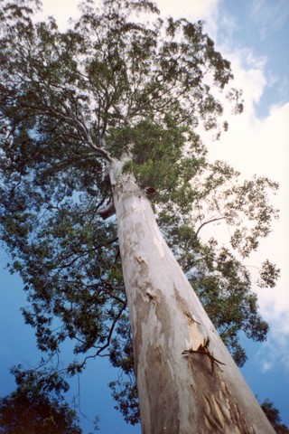 Mountain blue gum