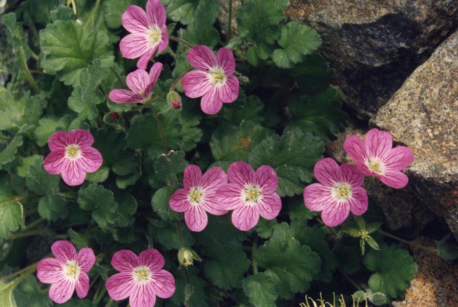 Erodium variabile