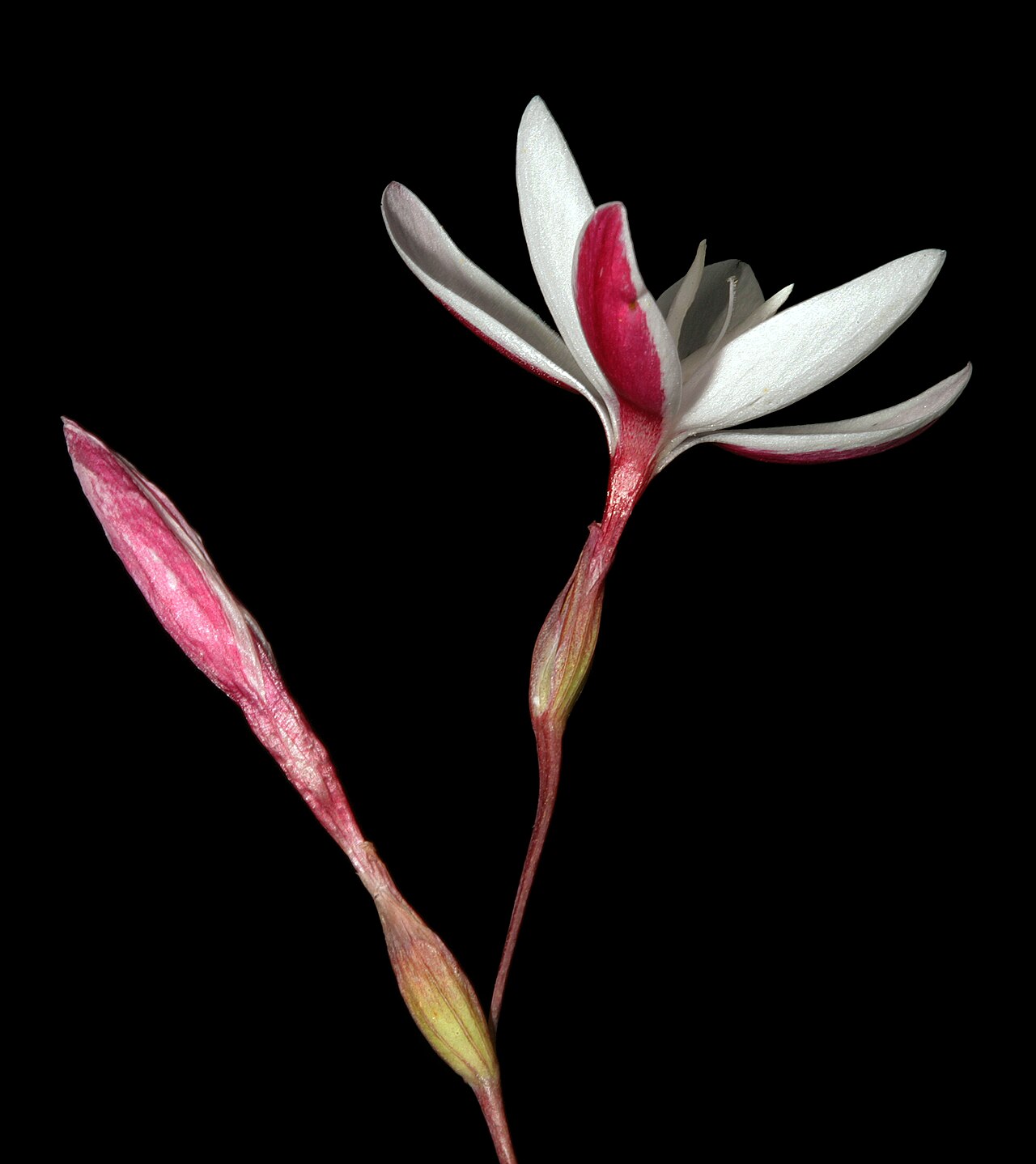 Hesperantha cucullata