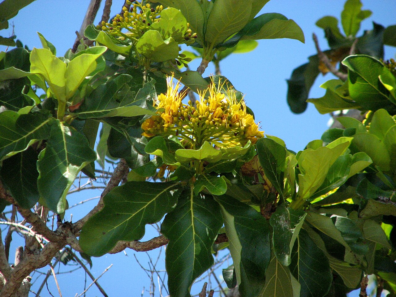 Deplanchea tetraphylla