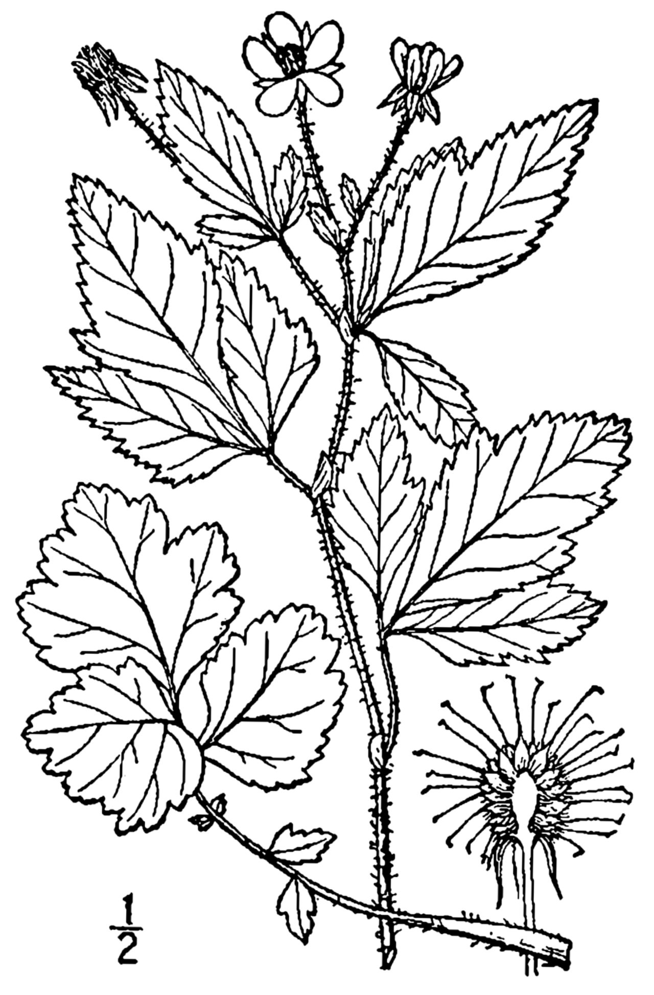 Geum virginianum