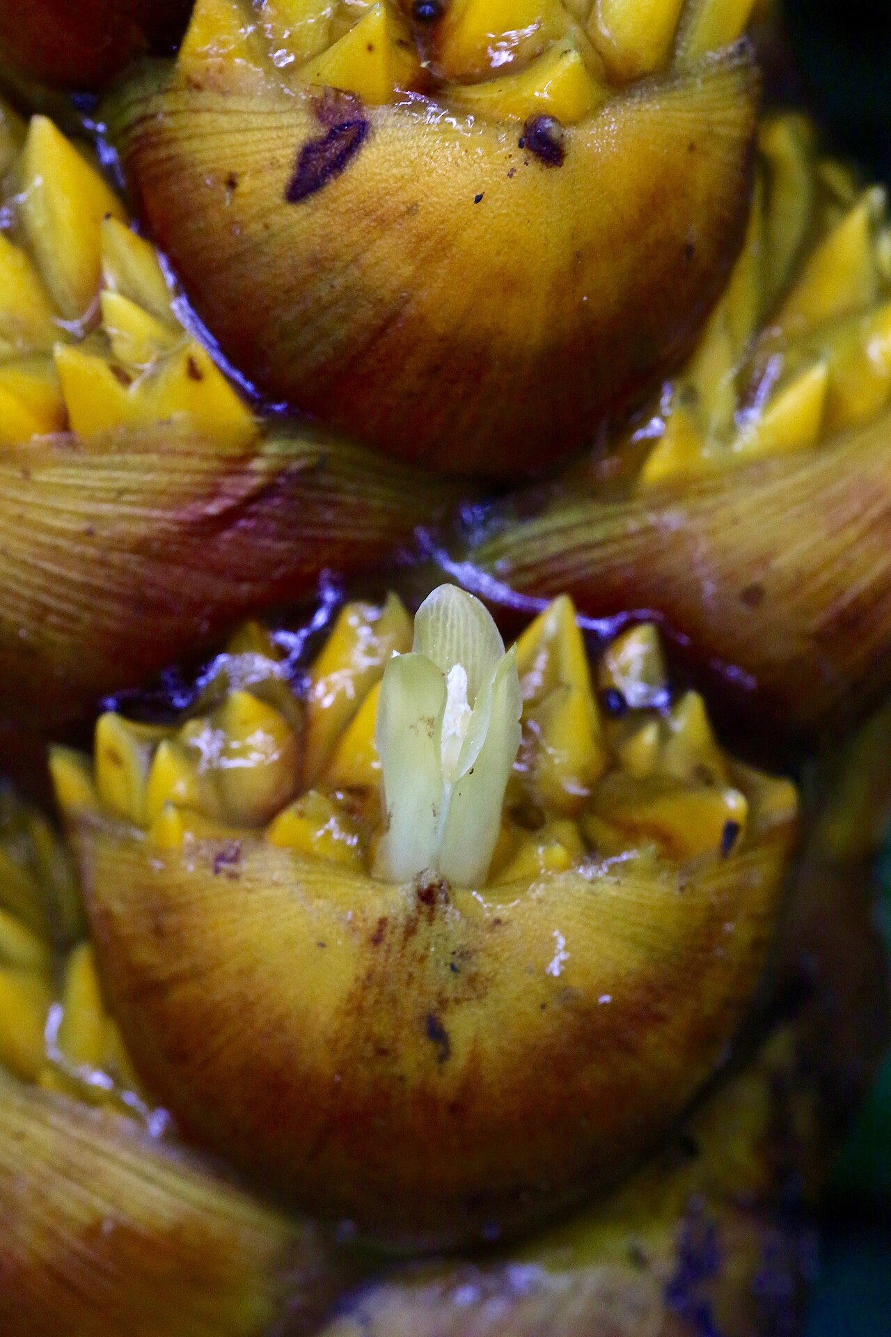 Guzmania teuscheri