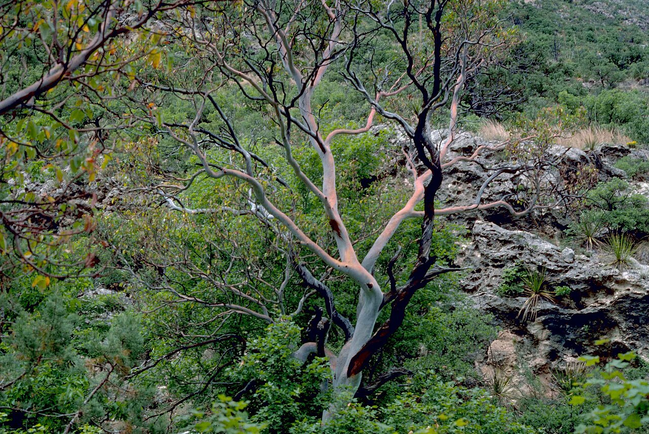 Texas madrone