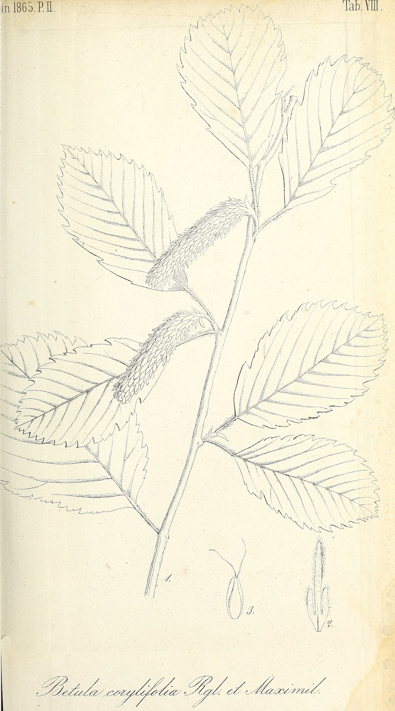 Betula corylifolia