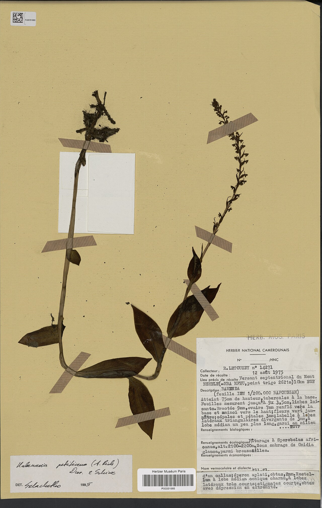 Habenaria microceras