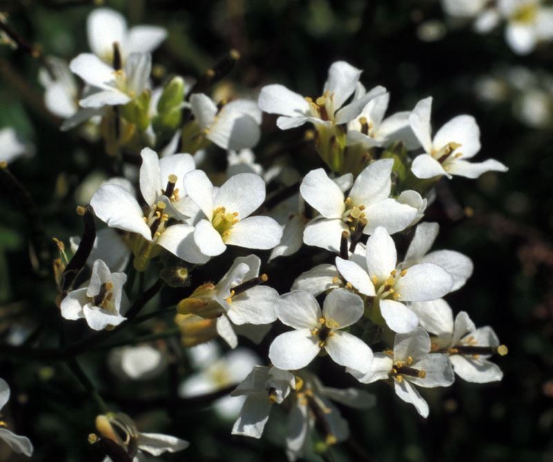Draba fladnizensis