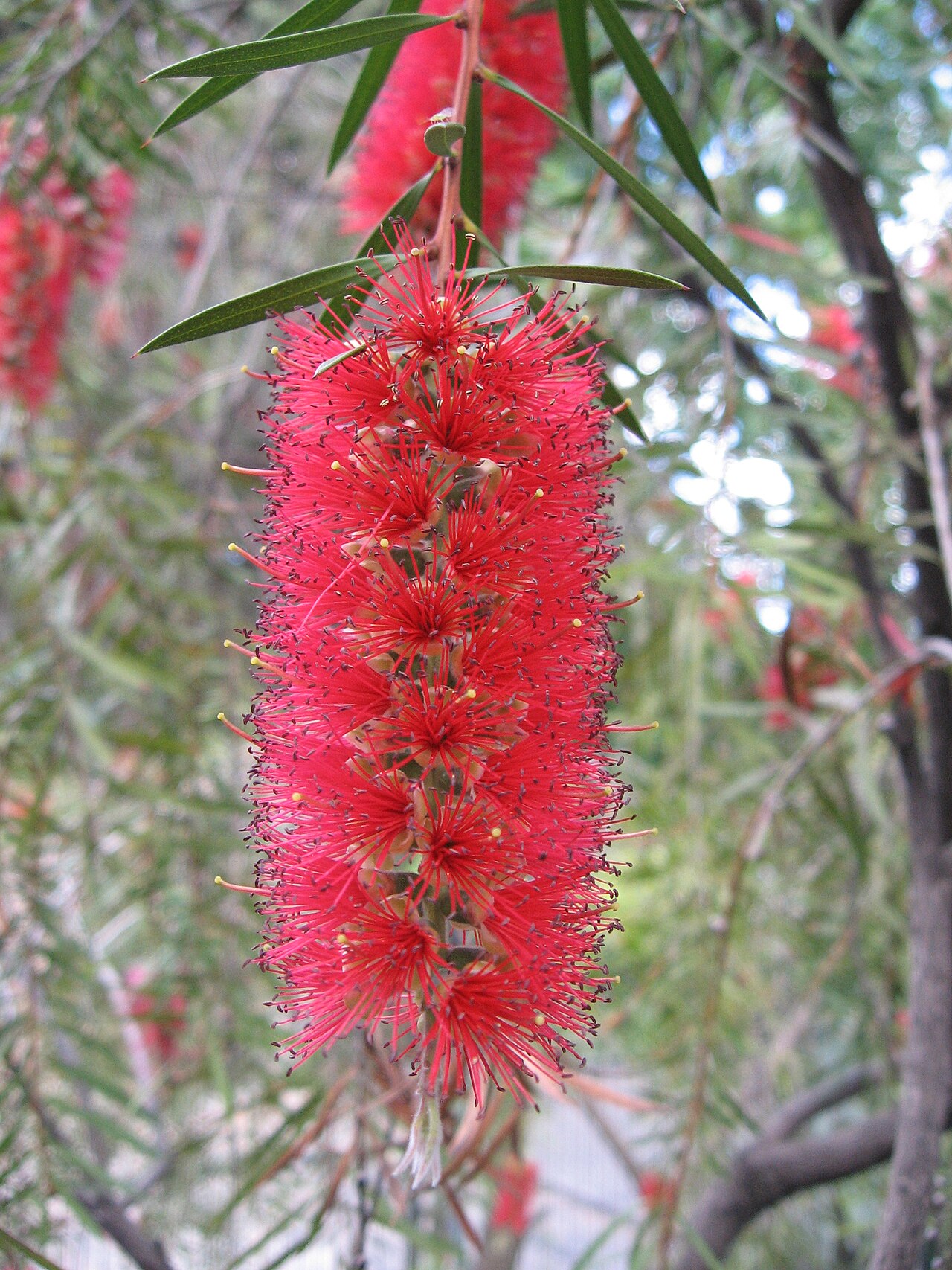 Callistemon pungens