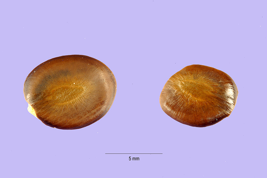 Lysiloma watsonii