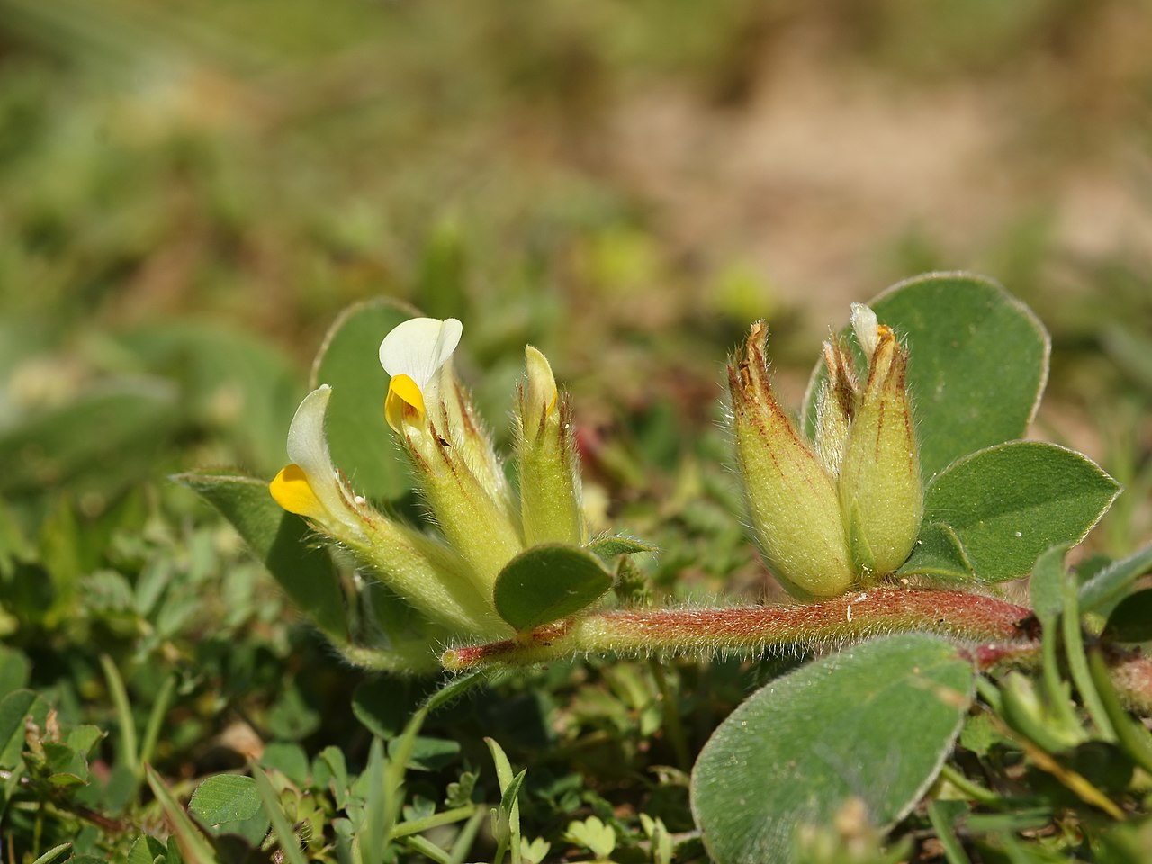 Anthyllis tetraphylla