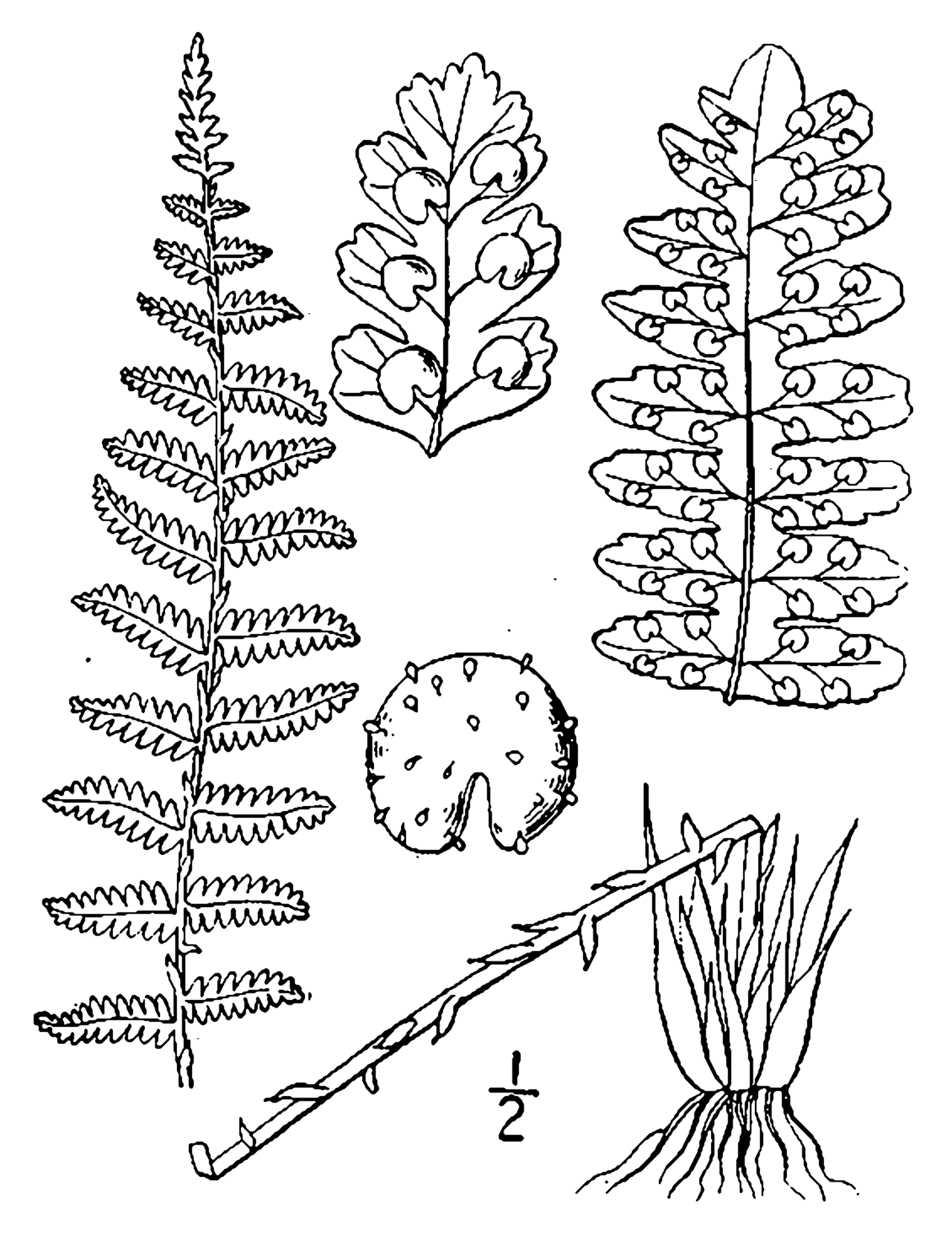 Dryopteris fragrans