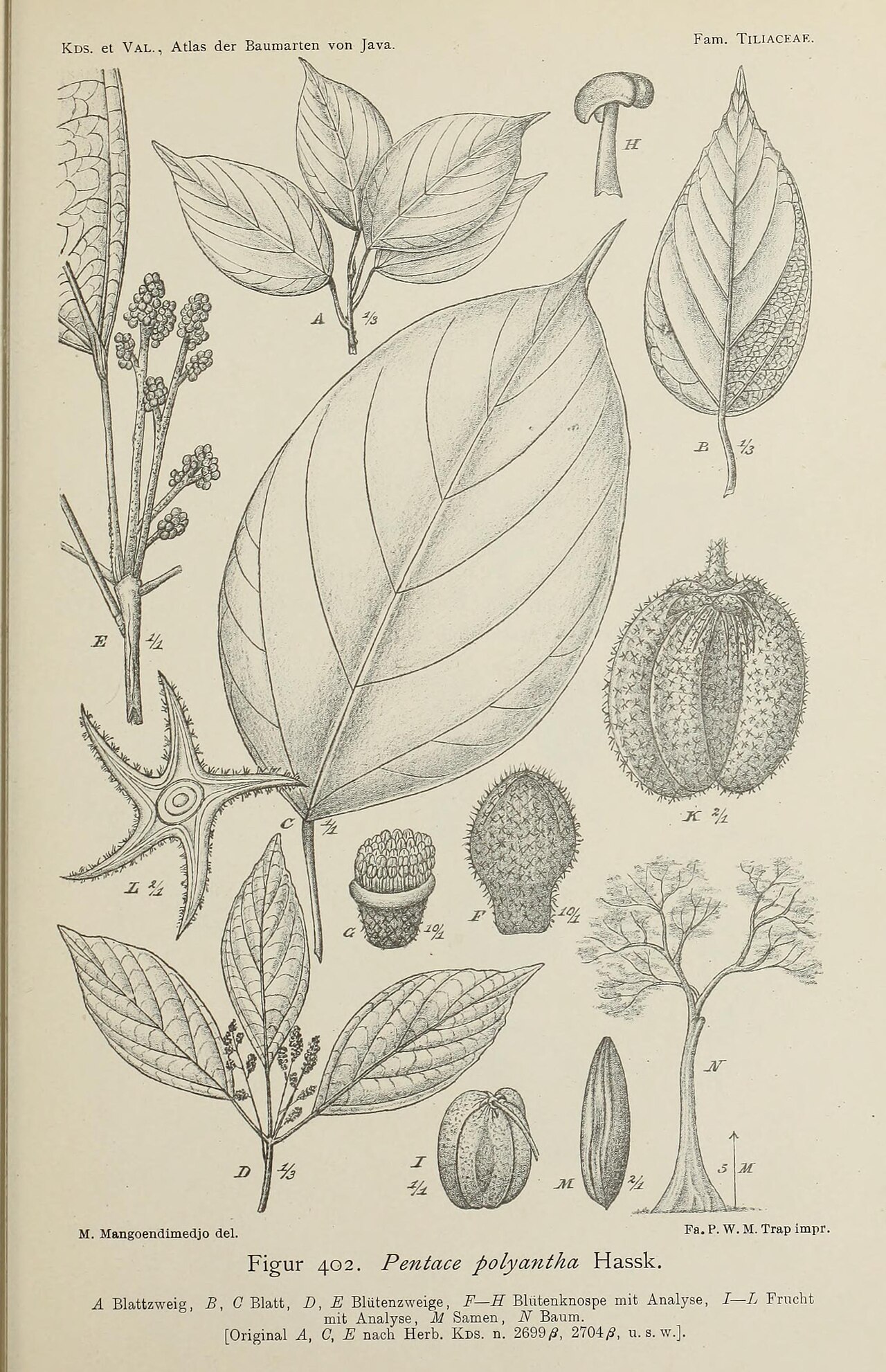 Pentace polyantha