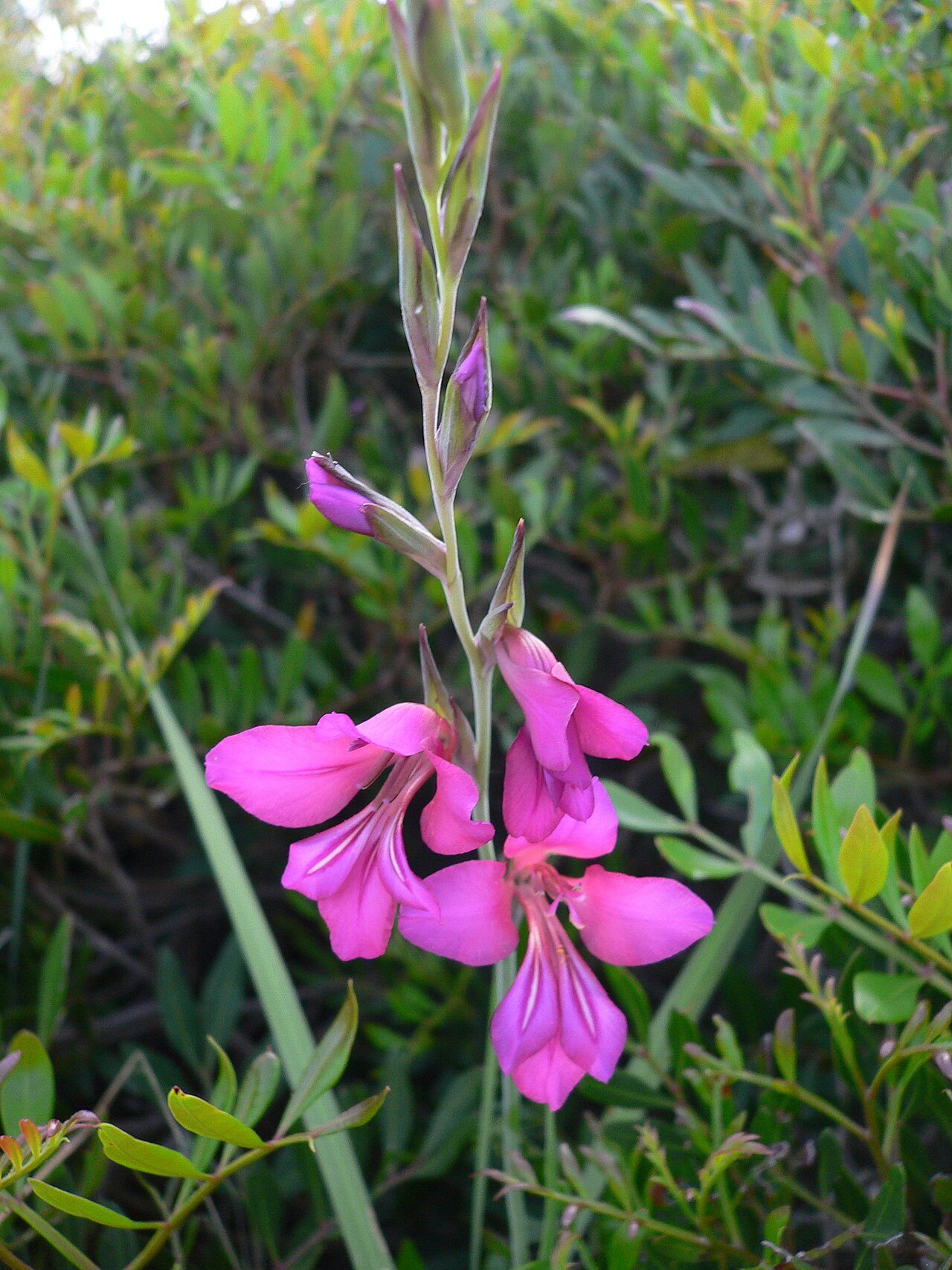 Gladiolus communis