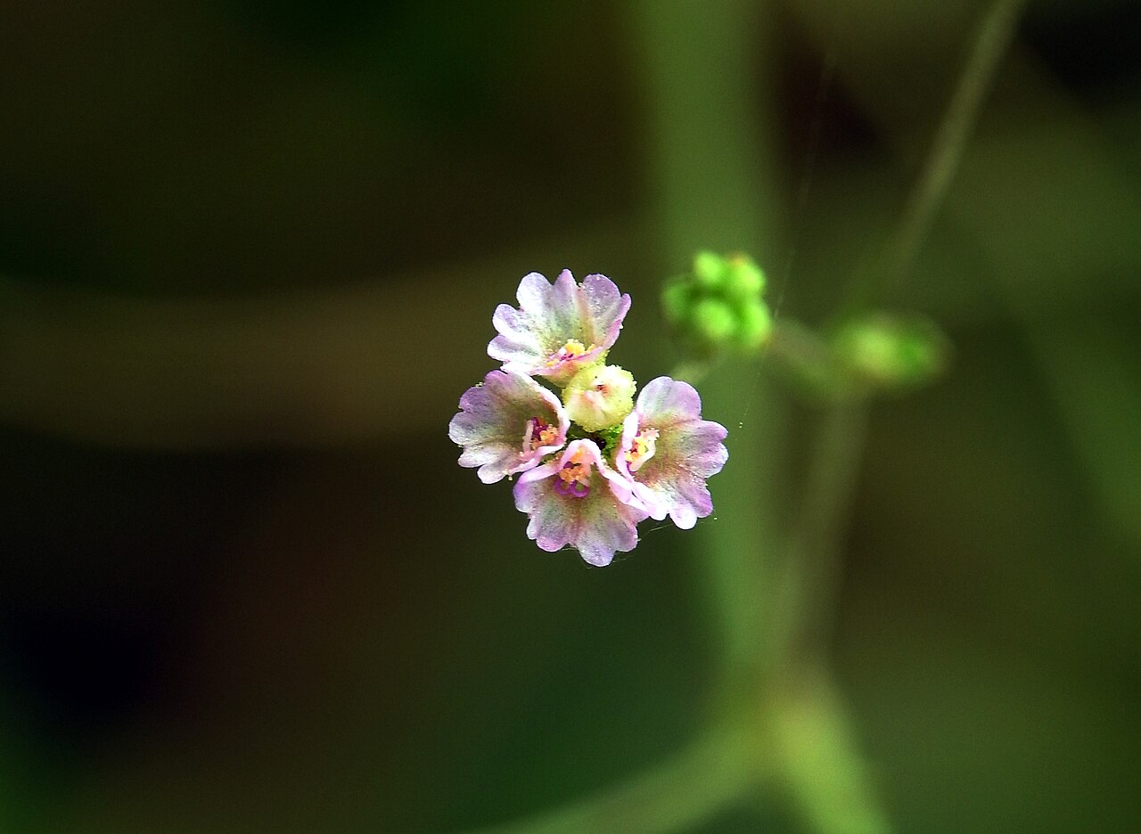 Boerhavia diffusa