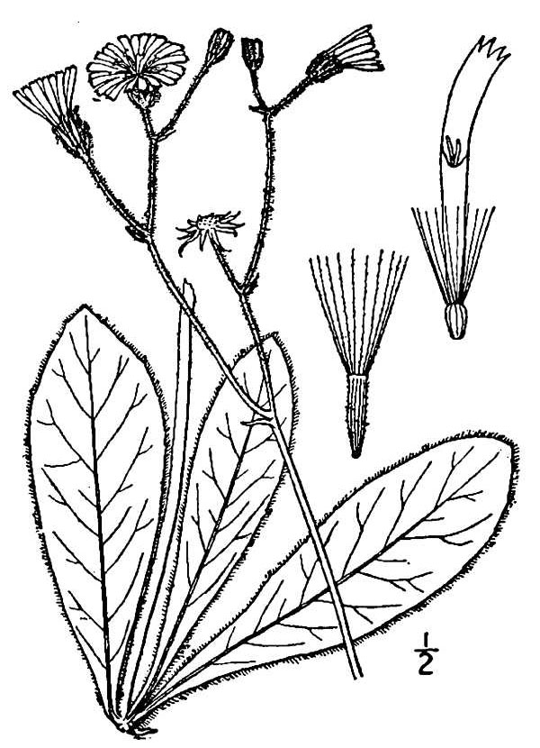 Hieracium greenei