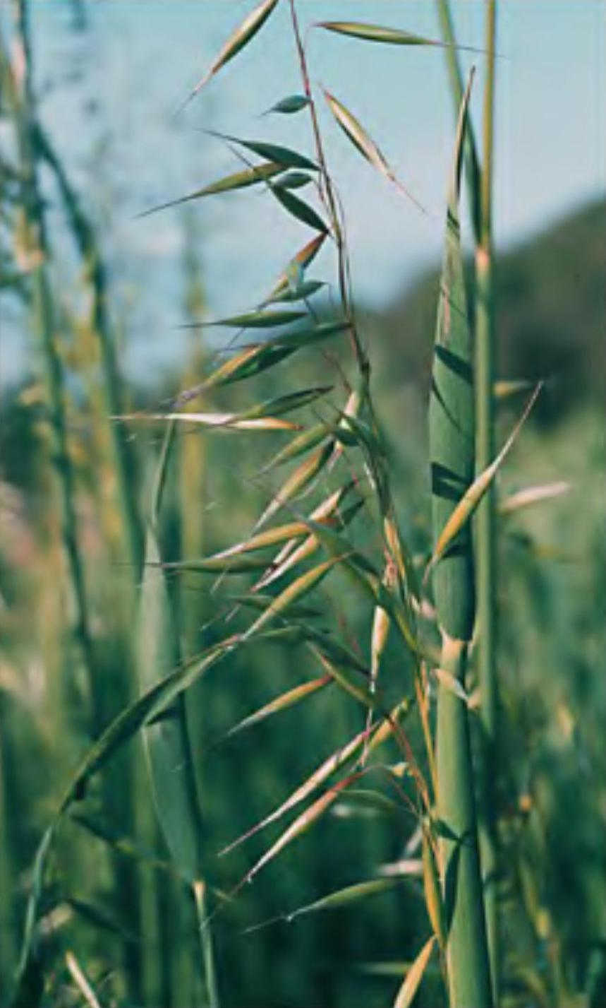Avena strigosa
