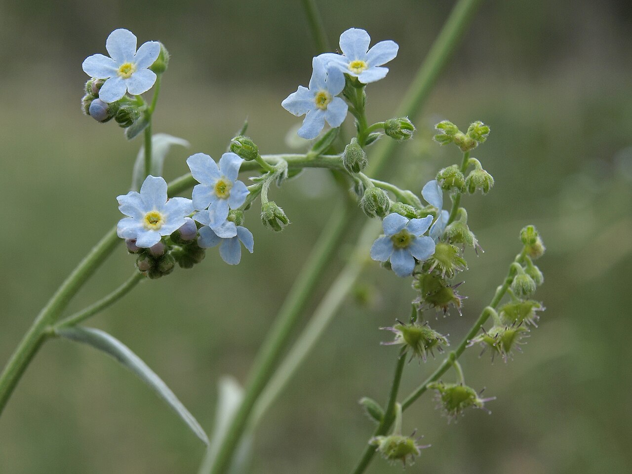 Hackelia brevicula