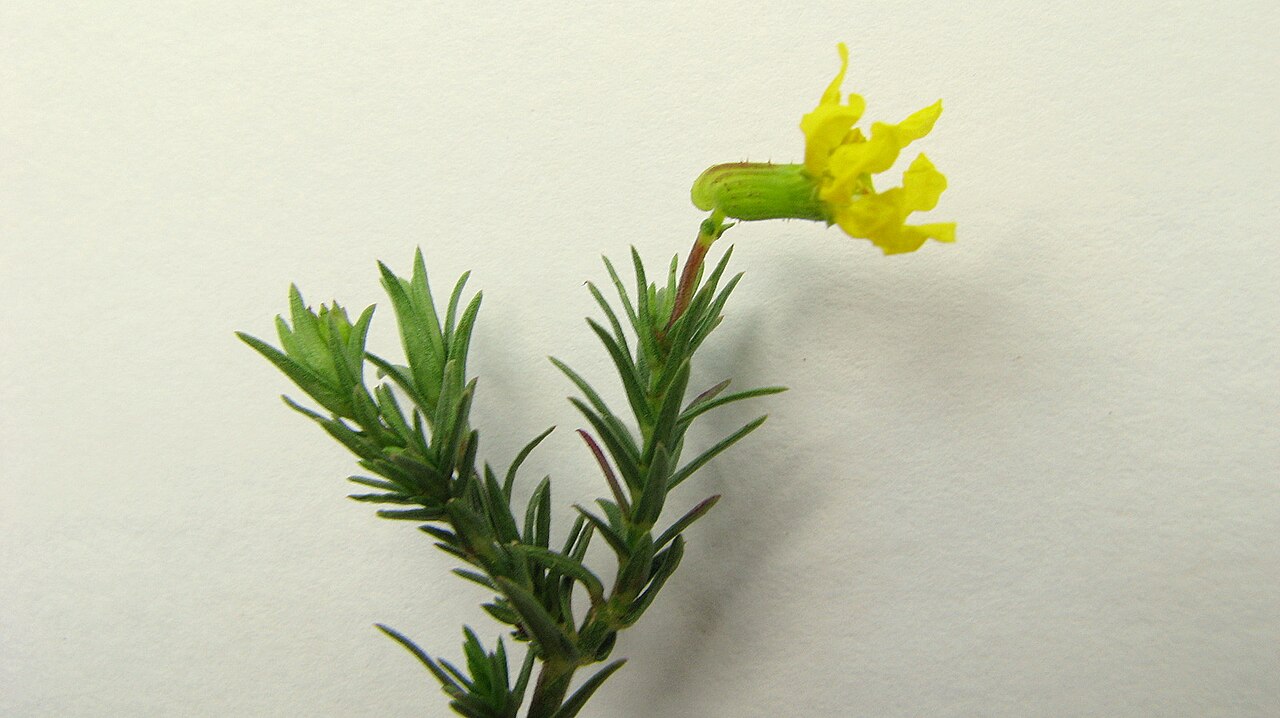 Cuphea flava